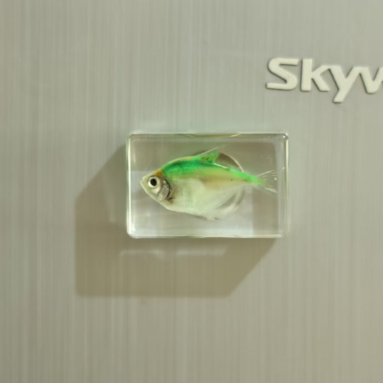 Wholesale Insect Fridge Magnet Cute 3D Magnetic Fridge Magnet